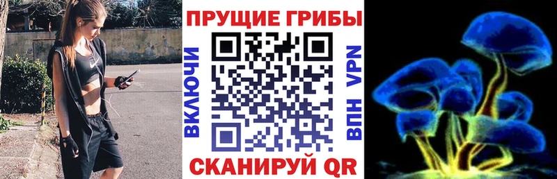 Псилоцибиновые грибы Cubensis  Купить закладки  Купино 